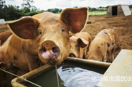 豬場驅蟲混飲法