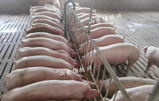 液態(tài)飼喂系統(tǒng)